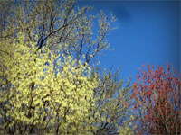 sky trees