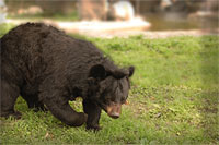 moon bear