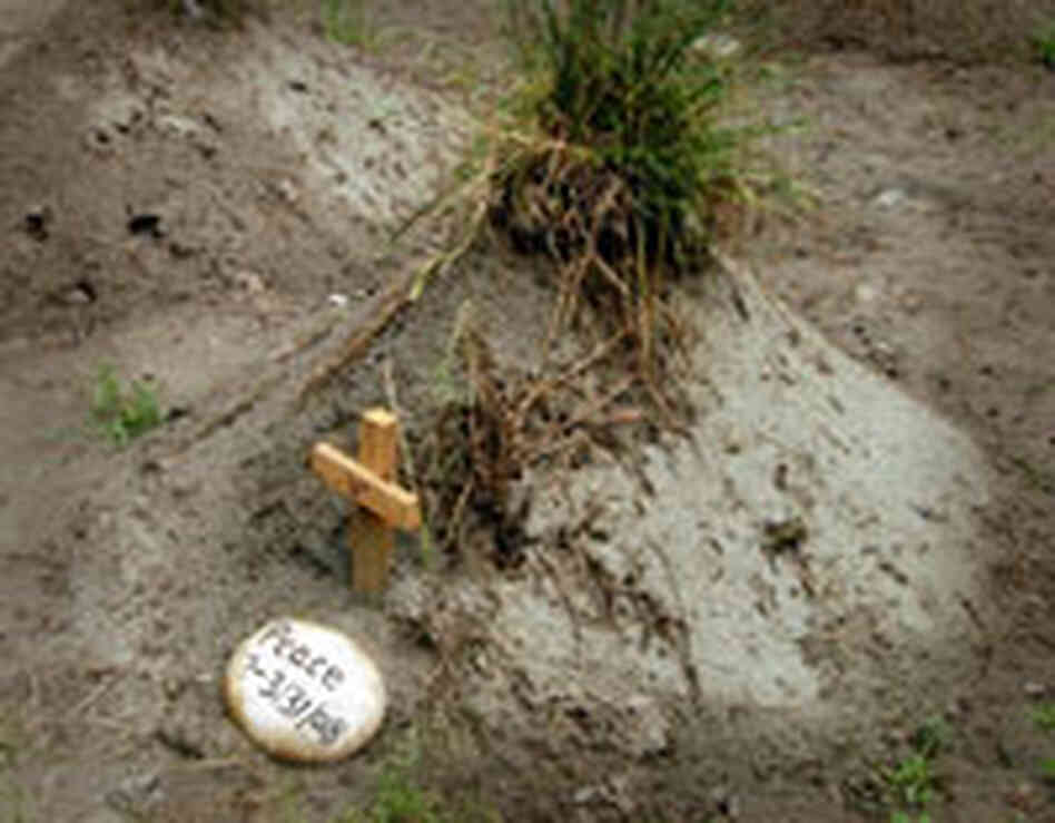 moon bear grave moon bear grave