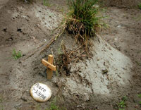 moon bear grave