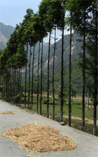 Sichuan rice road