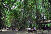 Bamboo ParkChengdu