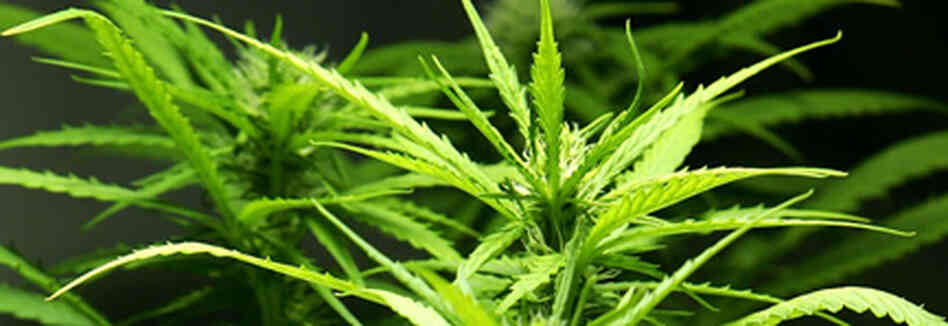 Marijuana plant Marijuana plant