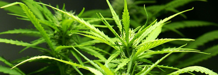 Marijuana plant