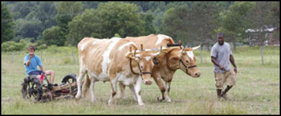 Oxen at Green Mountain College Oxen at Green Mountain College