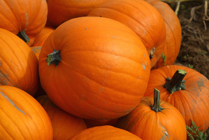 pumpkin