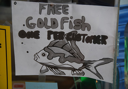 fish