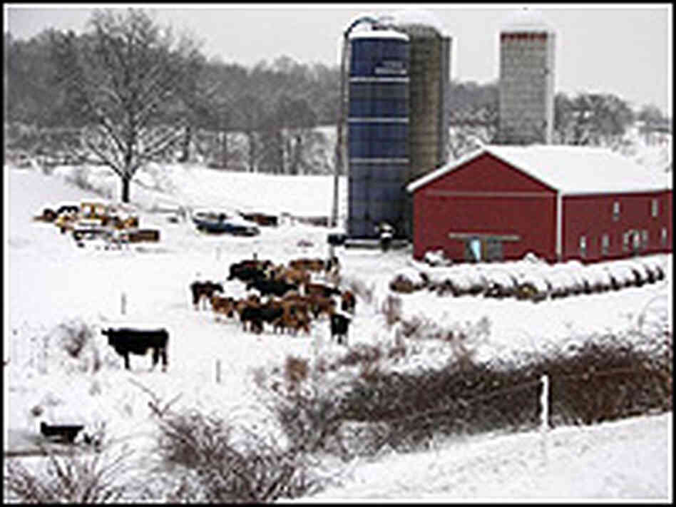 Milk Thistle Farm