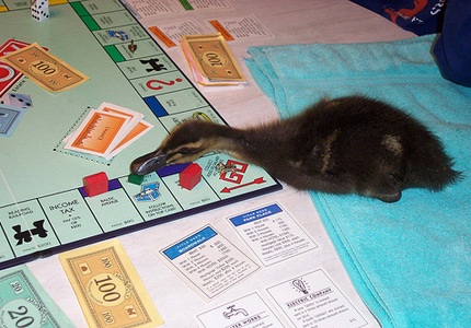 Duck playing Monopoly