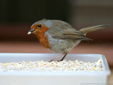 bird feeder