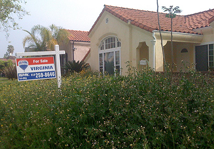 overgrown lawn