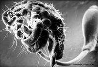 close-up of a louse