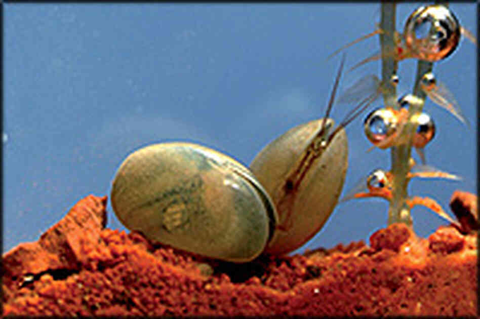 this crustacean's cousin has big sperm this crustacean's cousin has big sperm