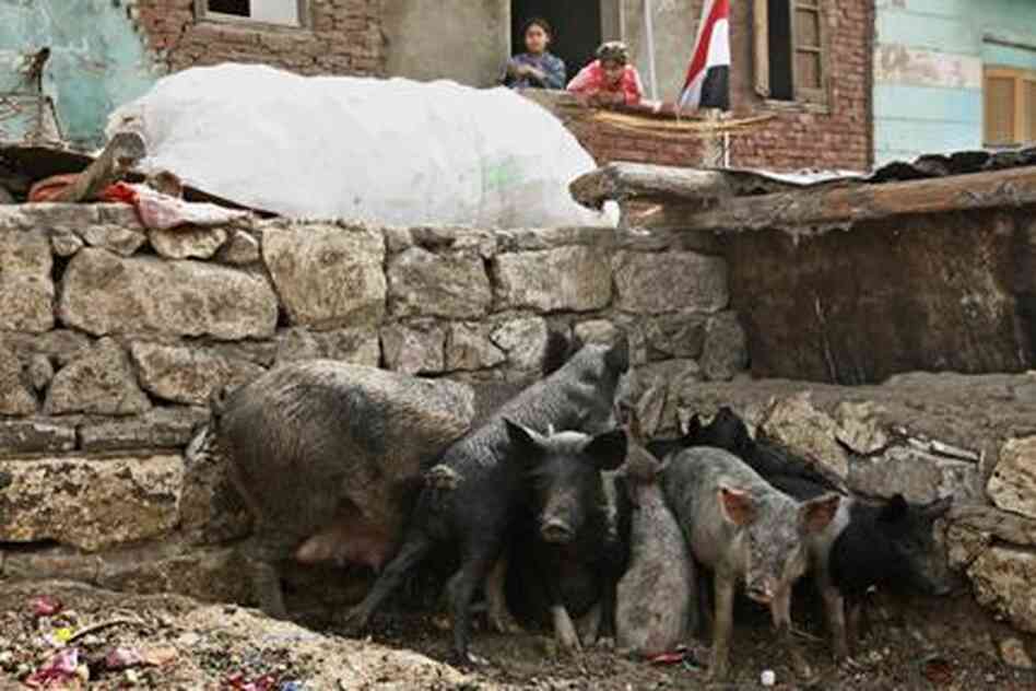 egyptianpigs egyptianpigs