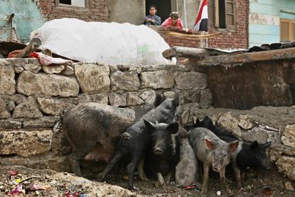 egyptianpigs