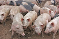generic pigs on a farm