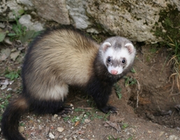 ferret