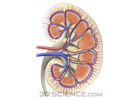 cross section of a kidney