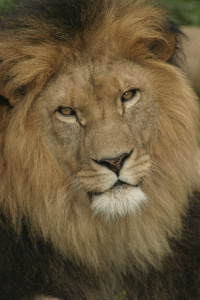 Sad Lion