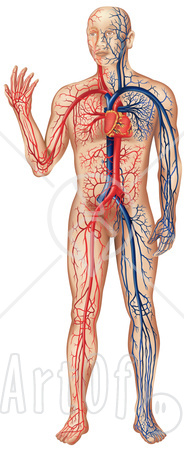 35733-Clipart-Illustration-Of-A-Heart-Pumping-Blue-And-Red-Blood-Throughout-A-Human-Body.jpg