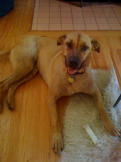 Ollie.jpg