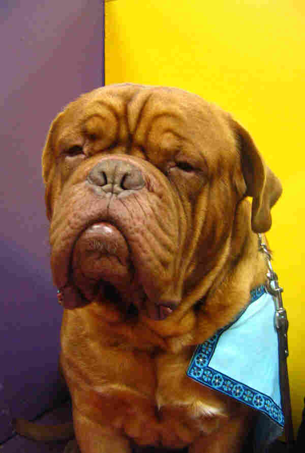 dogue.jpg dogue.jpg