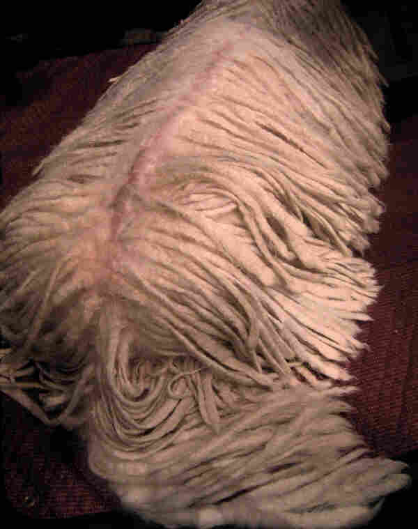 komondor%20back.jpg komondor%20back.jpg