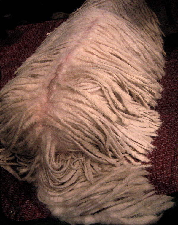 komondor%20back.jpg