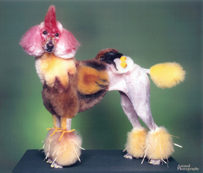 poodle%20chicken.jpg