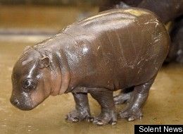 s-PYGMY-large.jpg
