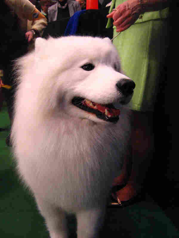 samoyed.jpg samoyed.jpg