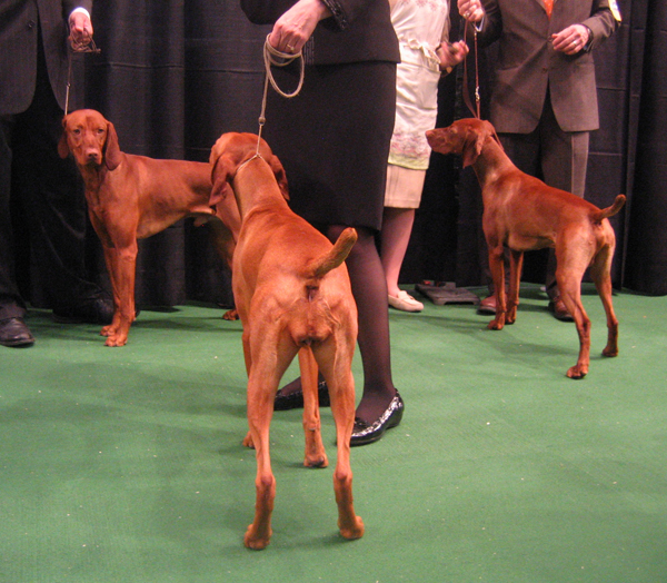 three%20vizlas.jpg