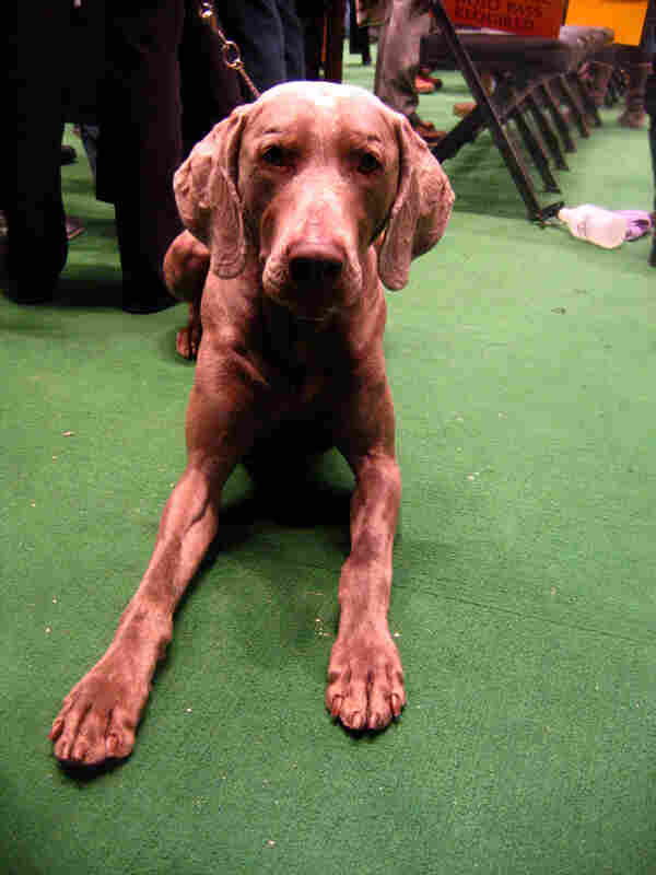 weim.jpg weim.jpg
