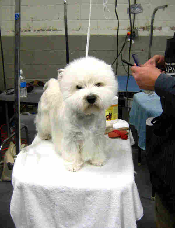 westie.jpg westie.jpg