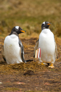 Two penguins