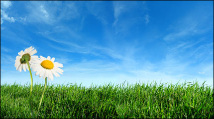 a beautiful day with green grass and flowers growing