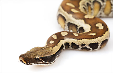 a snake