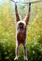 A monkey hanging from a tree branch