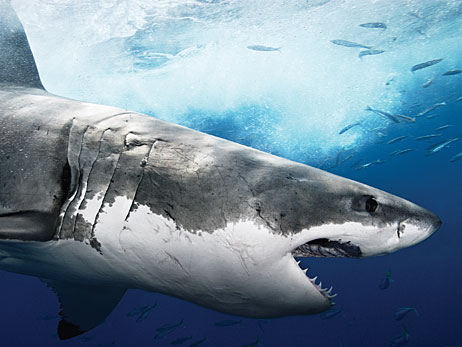 A great white shark.