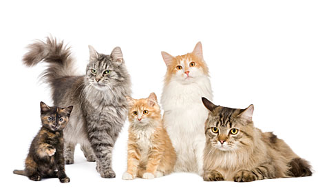Several domestic cats.