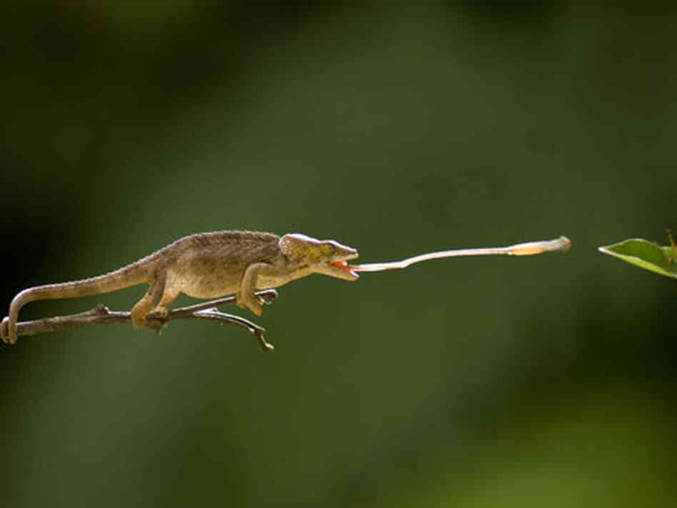 A chameleon shoots its tongue out to catch an insect. A chameleon shoots its tongue out to catch an insect.