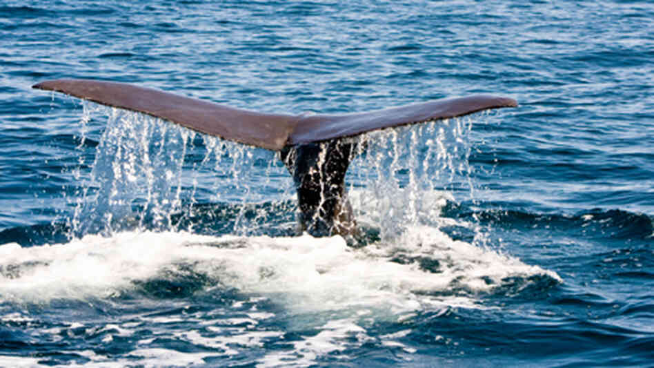 the tail of a whale. the tail of a whale.