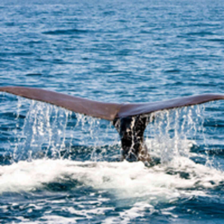 whale tail. whale tail.