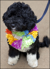 In this handout image released by the White House on April 12, 2009, the Obama's new dog, Bo, a six-month old Portuguese water dog sits in the White House in Washington, DC. Photo by Pete Souza/The White House.