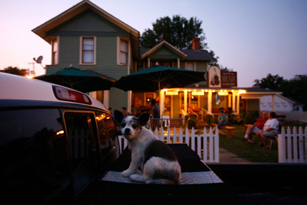 dog in mountain view