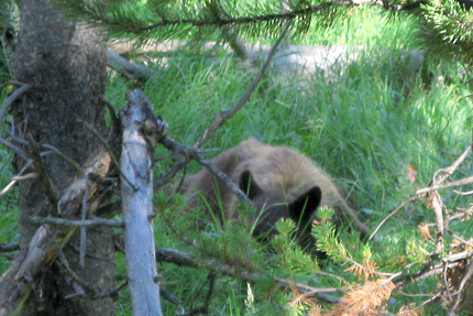 A bear in the tall grass and woods.