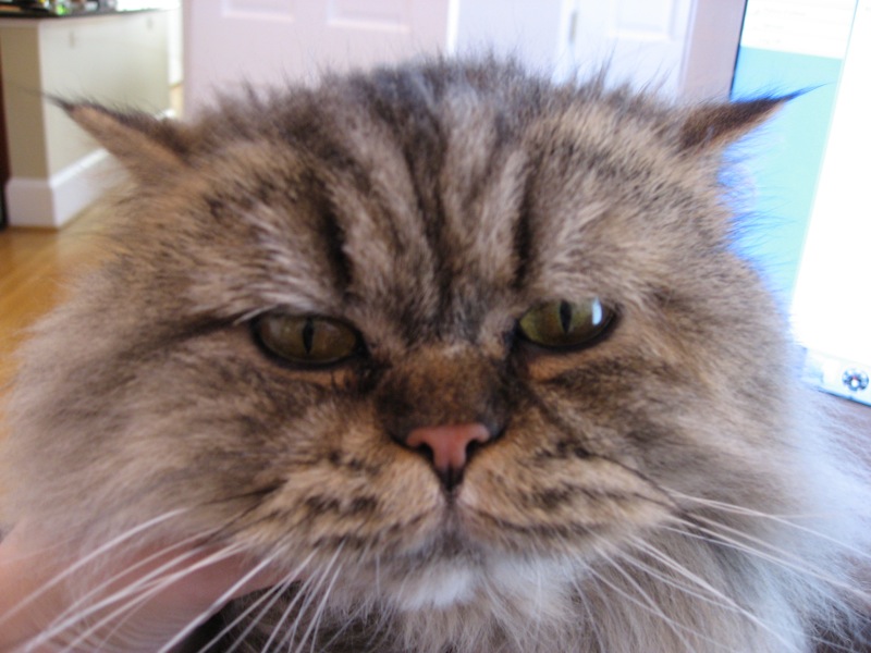 A cat.