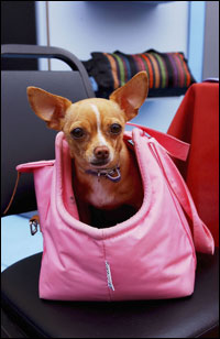 doggiebag.jpg