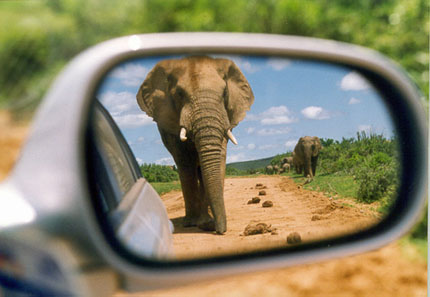 elephant.gop