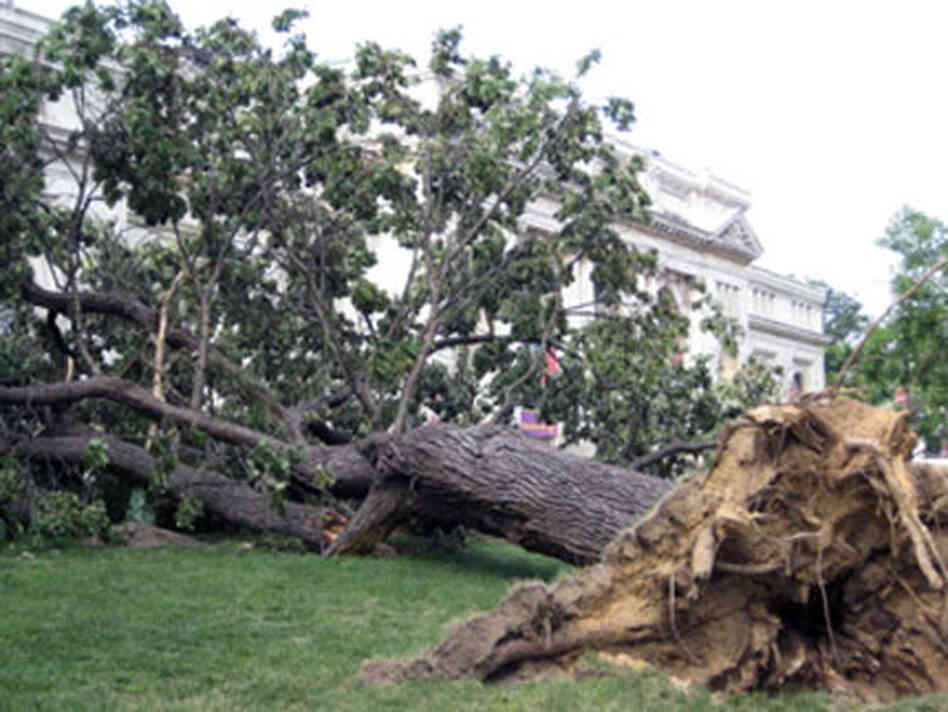 fallentree.jpg fallentree.jpg